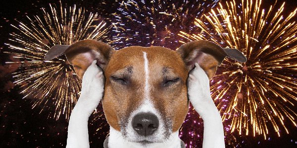 dog-fireworks.png
