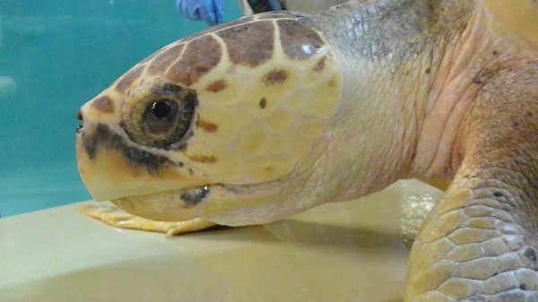 boyles-sea-turtle-rescue-south-carolina-aquarium-1000x563.jpg