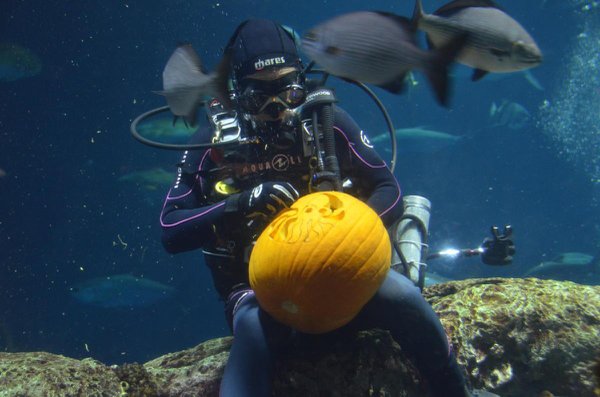 ©South-Carolina-Aquarium-Underwater-Pumpkin-Carving-Competition-October-2016-159.jpg