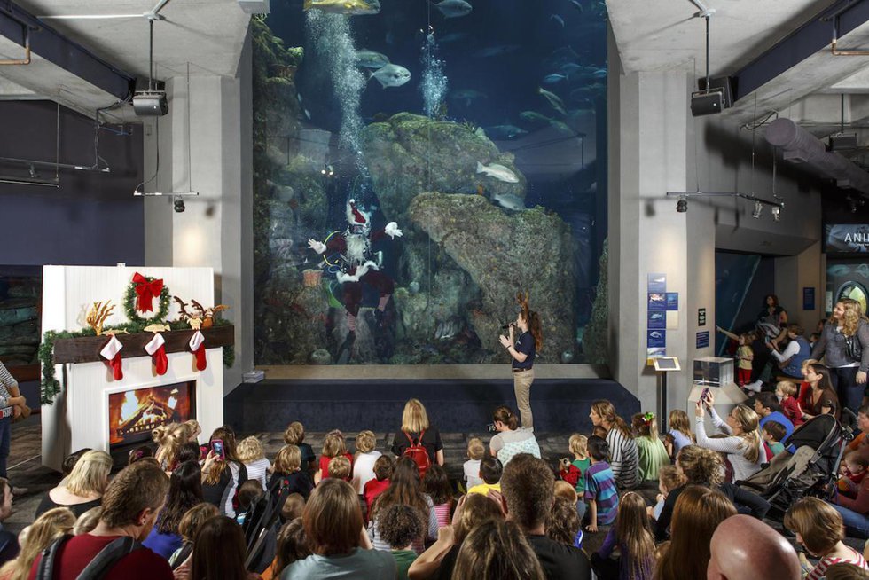 Scuba Claus Returns To The Great Ocean Tank At The Aquarium - Holy City ...