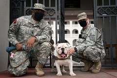 Citadel-Mascot-G3-with-visits-with-cadets-on-his-first-day-to-begin-living-on-campus-Aug.-6-2020.jpg