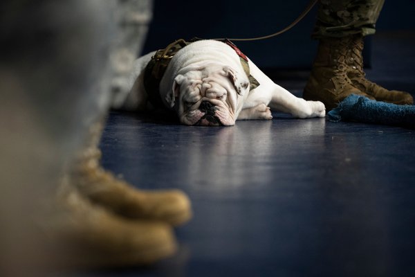 New-Citadel-mascot-G3-taking-a-breather-during-his-first-official-day-on-the-job-Aug.-6-in-McAlister-Field-House.jpg