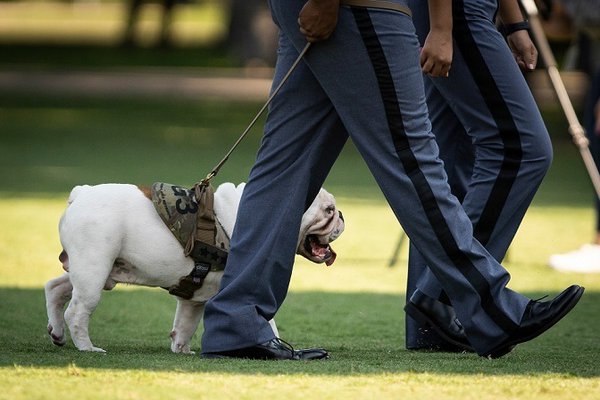 New-Citadel-Mascot-G3-officially-introduced-to-cadets-during-freshmen-Oath-Ceremony-on-campus-Aug.-10-2020.jpg