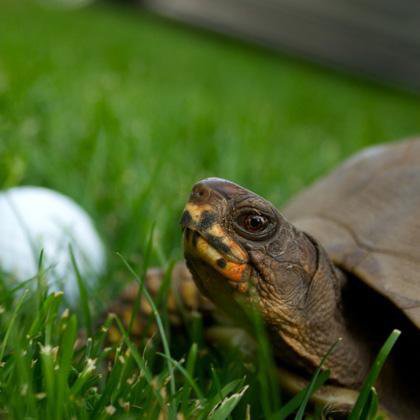 Turtle-next-to-golf-ball-sq.jpg