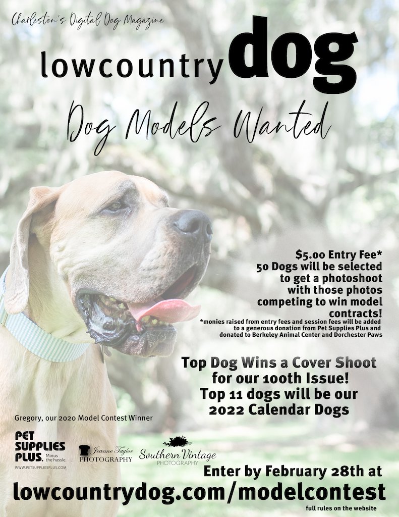 Lowcountry Dog Magazine Searching for Dog Models Holy City Sinner