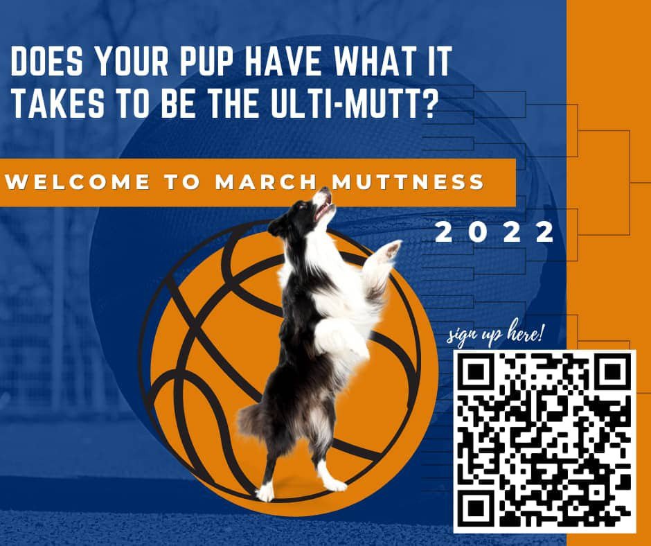 Local Businesses Partner for “March Muttness” Charity Bracket Holy