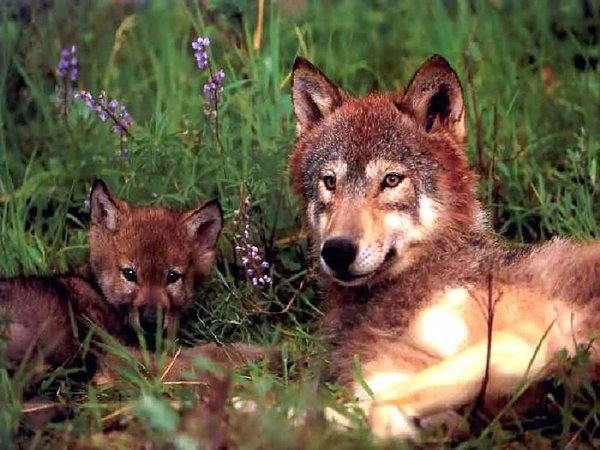 red_wolf_mom.jpg
