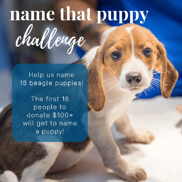 Name-That-Puppy-Challenge.png