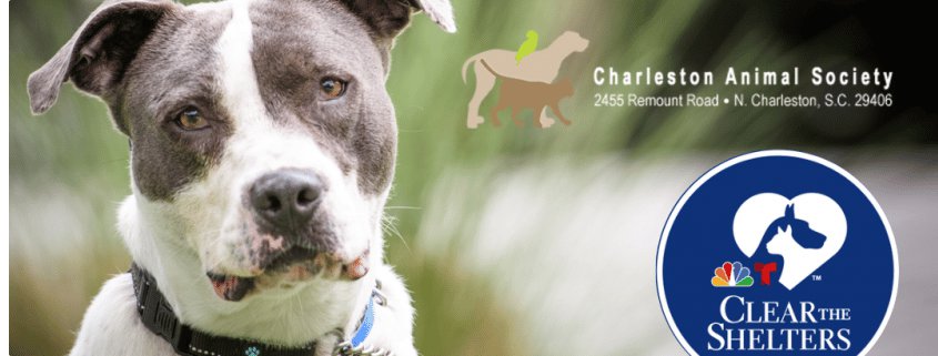 Help Charleston Animal Society Clear The Shelters This Saturday