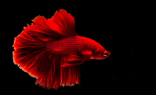 How to Spot and Treat Betta Fish Illnesses Before It’s Too Late - Holy ...