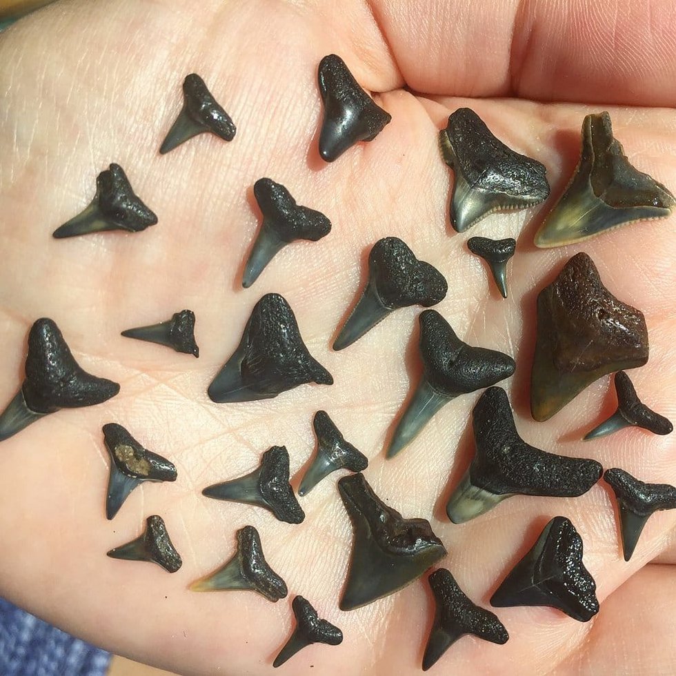 Shark's Teeth at Folly Beach: The Ultimate Guide to Collecting Fossils