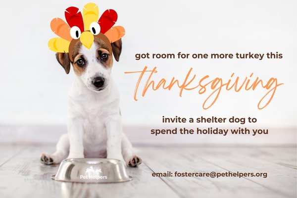 Invite A Pet to Thanksgiving Graphic - 1