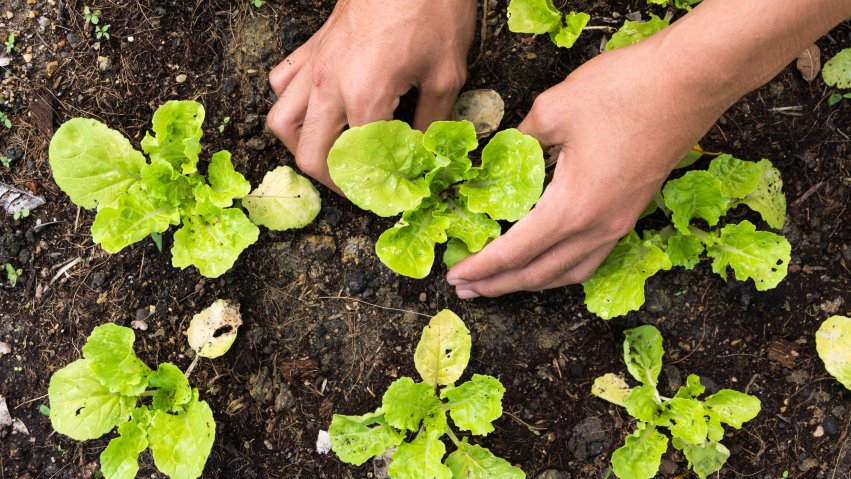 medicinal garden graphic2.png